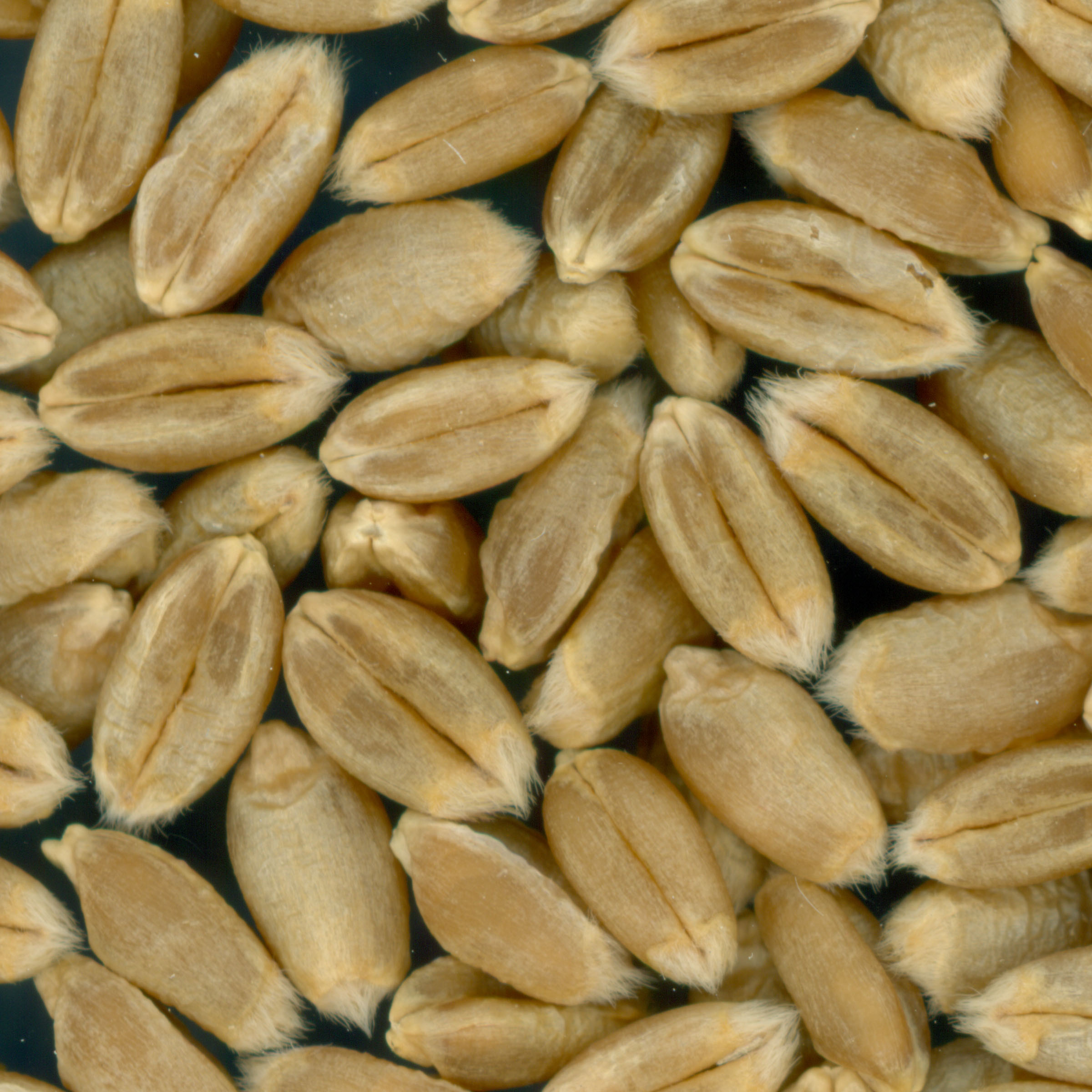 KERNELS